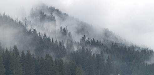 Winter mountain spruce forest landscape in fog. Winter misty afternoon in valley.