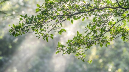 Fototapeta premium Sunlit Leaves in Misty Forest: A Tranquil Scene