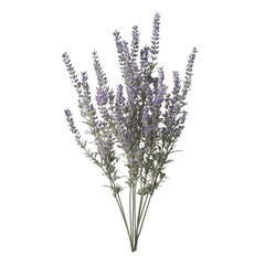 Lavender bouquet tranquil beauty serene purple flowers nature's peace