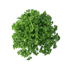 Fototapeta premium Lush Green Plant Aerial View Vibrant Nature