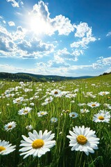 Fototapeta premium Blooming daisy meadow under a bright blue sky with sunlight and fluffy clouds in a vibrant summer nature landscape