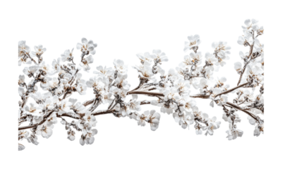 Winter blossom branches showcasing delicate white flowers against a minimalist setting for seasonal decor and design, cut out