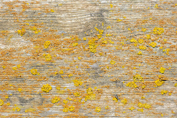 Weathered Wood Texture with Natural Grain and Yellow Lichen
