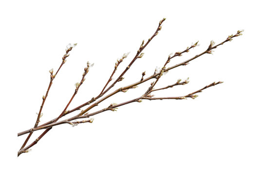 Willow branches with budding catkins in early spring for decoration and nature themes, cut out