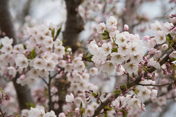 Obraz premium 春の満開の桜や梅の花びら