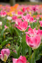Obraz premium Pink tulips blooming in a colorful spring garden with soft focus