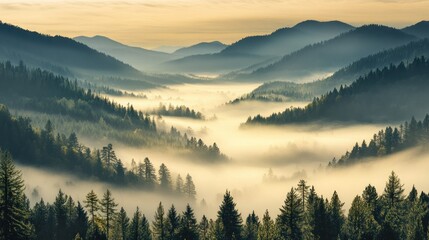 Obraz premium Mountains covered in morning mist and evergreen forests appear peaceful