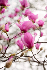 Pink magnolia blossoms blooming on branches with a soft background