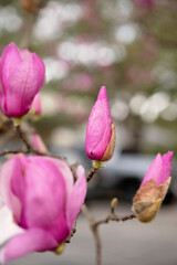 Close-up of a blooming pink magnolia flower with soft-focus buds