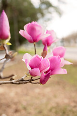 Close-up of pink magnolia blossoms blooming on a tree in Daphne, Alabama
