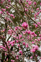 Silver Mardi Gras beads hanging on a pink magnolia tree in Daphne, Alabama