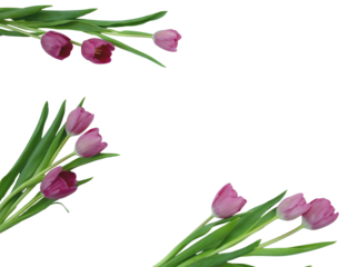 Tulip flower frame isolated on white, transparent. Pink color fresh flowers flat lay. Mother day card template.