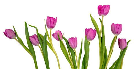 Tulip flower isolated on white, transparent. Pink color fresh flowers. Mother day gift. Spring, women day 