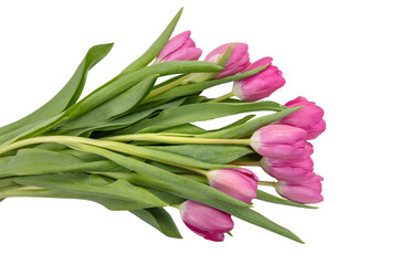 Tulip flower isolated on white, transparent. Pink color fresh flowers. Mother day gift. Spring, women day 