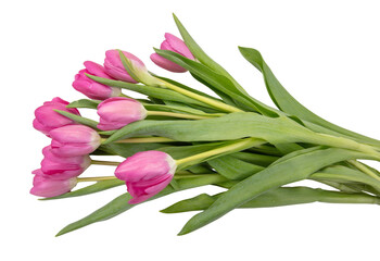 Tulip flower isolated on white, transparent. Pink color fresh flowers. Mother day gift. Spring, women day 