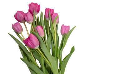 Tulip flower isolated on white, transparent. Pink color fresh flowers. Mother day gift. Spring, women day 