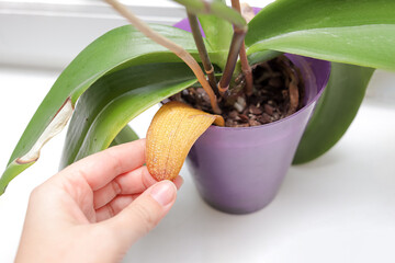 yellowed dried orchid leaf due to improper care of the plant