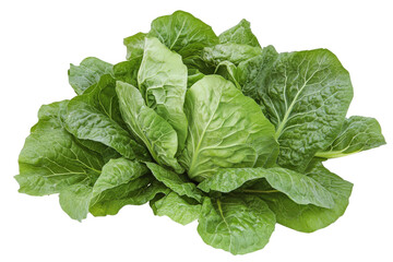 Obraz premium A fresh head of savoy cabbage with wrinkled leaves, isolated on transparent background, PNG file