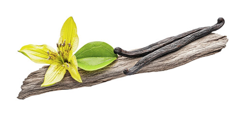 Vanilla bean and blossom arrangement on natural wood for culinary inspiration and decoration, cut out