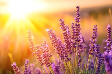 Obraz premium Lavender Field Sunset Glow - Vibrant purple lavender flowers bathed in the warm golden light of a setting sun. A tranquil and serene natural scene