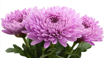 Purple Flower Close-Up
