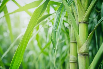 Obraz premium Lush Green Bamboo Grove - Close-up view of vibrant green bamboo stalks and leaves, bathed in sunlight. Perfect for nature, eco, and sustainability themes
