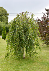 Jung's birch (Betula pendula 'Youngii') in the park