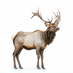 Obraz premium Majestic American Elk: Stunning Antlered Wildlife in Rural Forest Habitat - Iconic North American Species