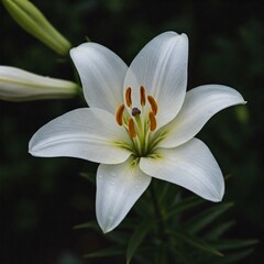 Naklejka premium white lily flower