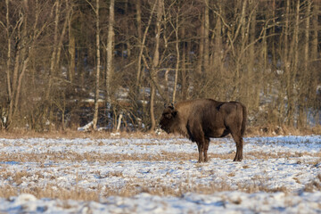 Bison in the wild