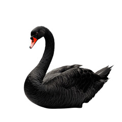 Elegant black swan with detailed feathers and a striking red beak, symbolizing grace, mystery, and beauty, isolated on a transparent background.