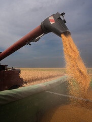 Pouring corn grain into tractor trailer