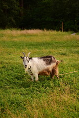 Fototapeta premium goat on the meadow