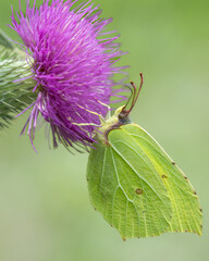 Latolistek cytrynek Gonepteryx rhamni