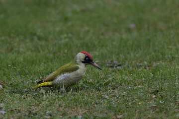 Green woodpecker on the garden