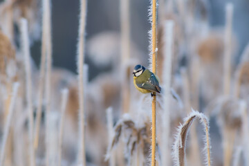 Blue tit on the reeds