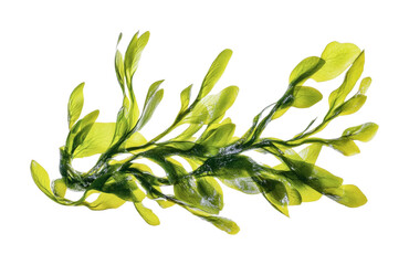 Fototapeta premium Fresh green seaweed for culinary use and nutritional benefits in health foods or dishes, cut out