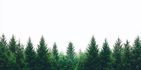 Fototapeta premium Wiecznie zielone drzewa na tle białego nieba.