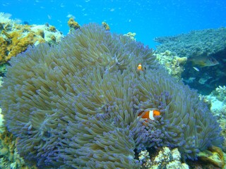coral reef with Nemo