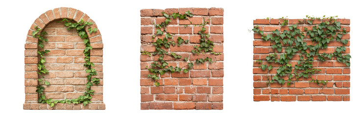 Obraz premium Brick Wall with Green Ivy Plant Decoration Isolated on transparent background