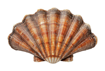 Natural scallop shell with distinct ridges and vibrant colors collected from the shoreline for decorative use or marine art, cut out