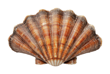 Natural scallop shell with distinct ridges and vibrant colors collected from the shoreline for decorative use or marine art, cut out