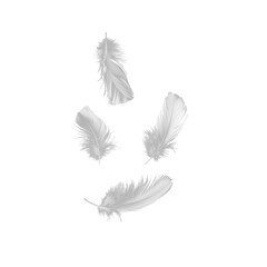 Obraz premium Set of isolated falling white fluffy twirled feathers on png transparent background, generate ai
