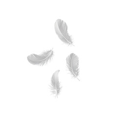 Set of isolated falling white fluffy twirled feathers on  png transparent background, generate ai