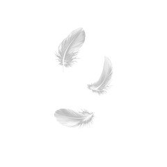 Obraz premium Set of isolated falling white fluffy twirled feathers on png transparent background, generate ai