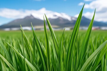 Obraz premium Lush green grass swaying gracefully under the clear blue sky in a mountainous landscape