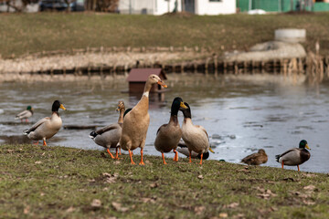 A flock of wild ducks on the shore near the lake. Ducks swim in the water