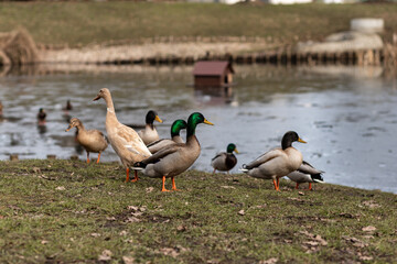 A flock of wild ducks on the shore near the lake. Ducks swim in the water