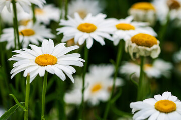Obraz premium daisies in a garden