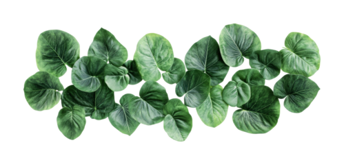 Lush green leaves arranged in a natural layout for environmental design or decor purposes, cut out